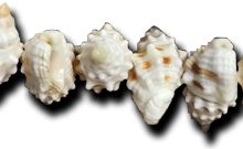 Nutmeg shell rough tan color
