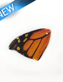 WDC3624R-New